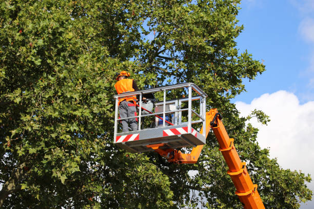 How Our Tree Care Process Works  in  Highland Park, TX