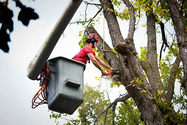 Trusted Highland Park, TX Tree Services Experts